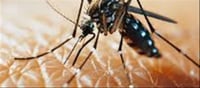The Urban Lifestyle and Increasing Number of Dengue Cases: What You Need to Know